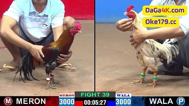 A Vũ Vs A Tâm Xổ Đá 30 Hạng Cân 3kg Đá Gà Cpc2