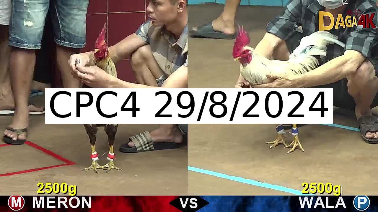 Full 26 Trận - Video đá gà trực tiếp CPC4 Campuchia ngày 29/8/2024